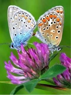 Beverly et Kourtney Picard-Vollant